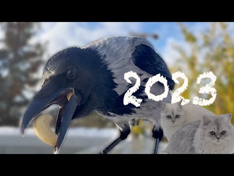 My Year With the Crows 2023 (Story 72)