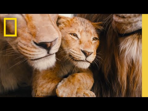 The Power of the Pride | National Geographic | Mufasa: The Lion King