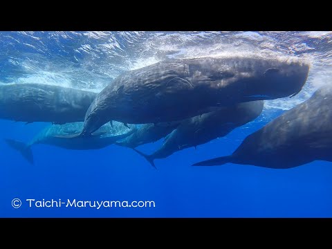 🐳マッコウクジラの大群、壮観だった。。