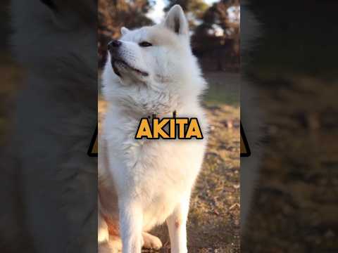 The American Akita #akita #dog