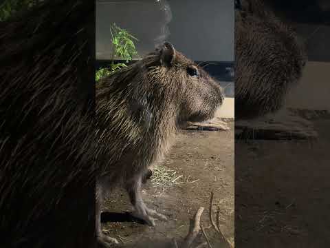 枝をかみかみ、草をもぐもぐカピバラさん(マクセルアクアパーク品川) #capybara #shorts