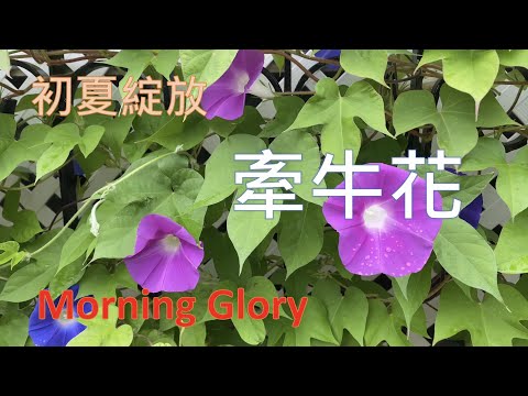 ｛種花篇 Gardening｝- 牽牛花 Morning Glory