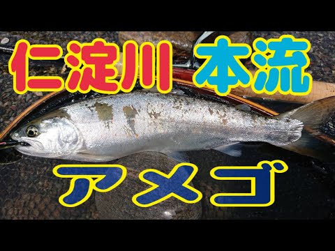 清流仁淀川  本流アメゴ  今日も出た！