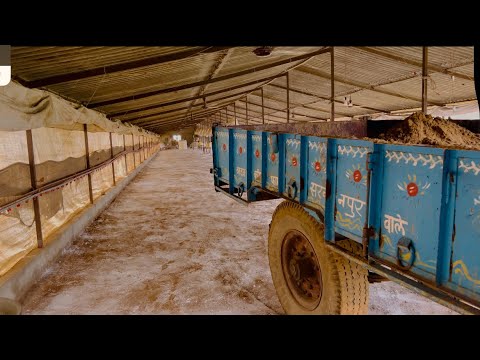 poultry farm ke andar se trolly ko kaise nikale #trendingvideo#automobile#poultryfood#chickenfarming