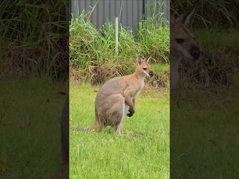 Kangroobah in the back yard?? #asmr #asmrsounds #kangaroo #ramen #australia #animal #asmrvideo #