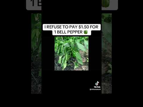 $1.50 FOR ONE BELL PEPPER 🫑 IS CRAZY!!!!