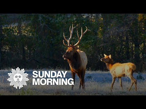 Nature: Elk in the Ozarks