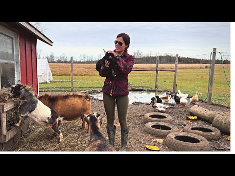 New life on the HOMESTEAD | Baby Goat delivery