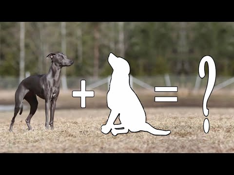 Italian Greyhound Mixes Cross Breed Dogs / Italian Greyhound Cross Breeds