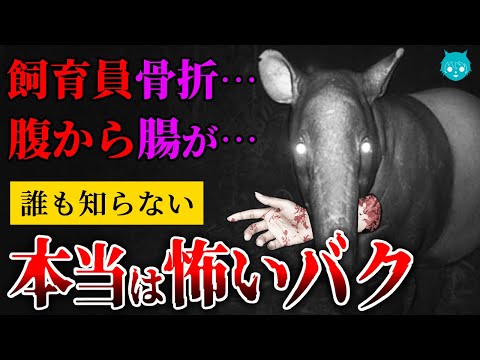 【獣害事件】バクの襲撃が怖すぎる理由｜群馬サファリパーク事故