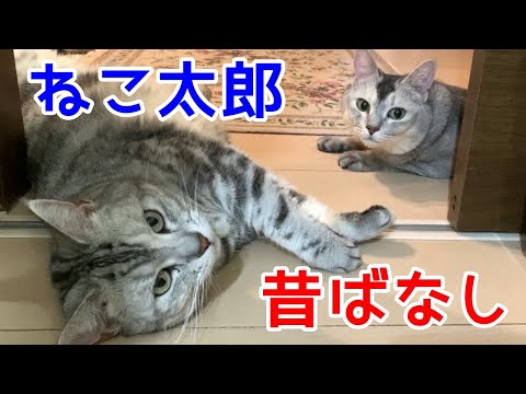 関西弁の昔ばなし【ねこ太郎】おしゃべりペット