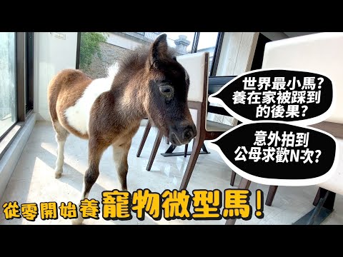 【從零開始養】微型馬!寵物!世上最小的馬!養在家的突發體驗?意外拍到公母求歡N次!【許伯簡芝】