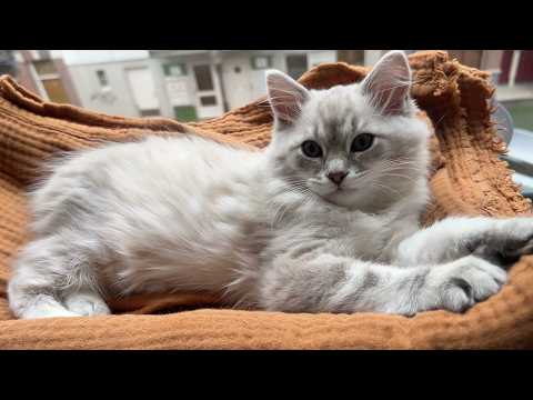 Adorable kitten wants to be tucked in before bed