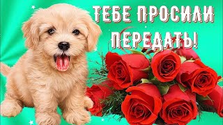 Для Тебя! Прекрасное Пожелание и Шикарная Песня! Хорошего Настроения, Счастья, Любви, Добра Тебе!