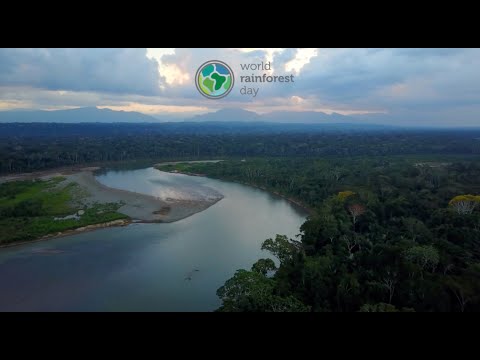 World Rainforest Day | Webinar Series (Episode 1)