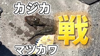 カジカの季節がやってきた‼️マツカワ も‼️大チカ釣りも楽しい、美味しい‼️