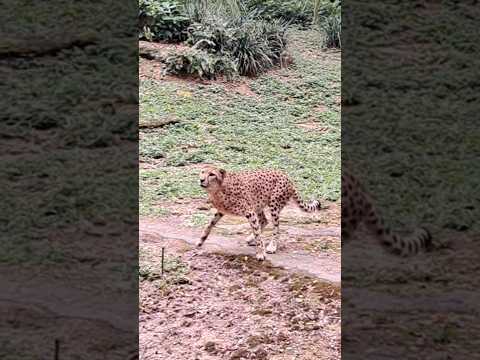 It's meal time for cheetahs