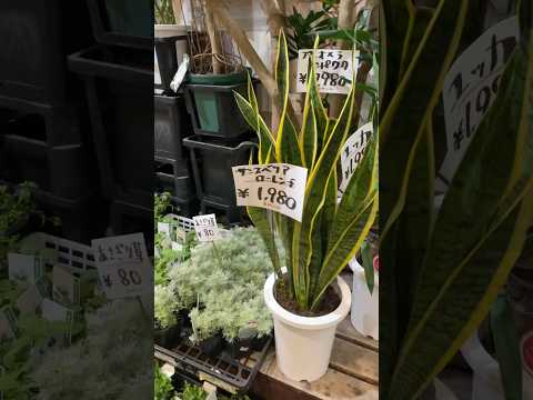 【日本一長い天神橋筋商店街】ぶらり旅　お目当ての観葉植物をとても安くゲット！！商店街食べ歩き　おすすめ