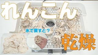 【干し蓮根】家庭用食品乾燥機でれんこんを乾燥（ドラミニ）