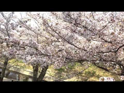 1000 Cherry Blossoms