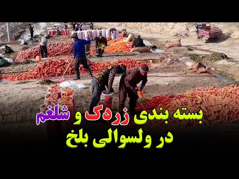 Carrot and Turnip Sorting and Packaging in Balkh District / بسته بندی زردک و شلغم در ولسوالی بلخ