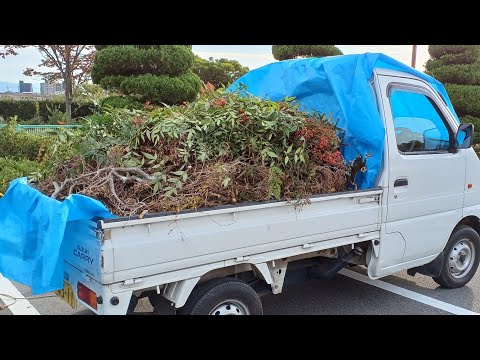 005.友人宅のお庭の草むしり‼️(剪定•伐採したお庭の木々を片付けたら、スッキリしました。)