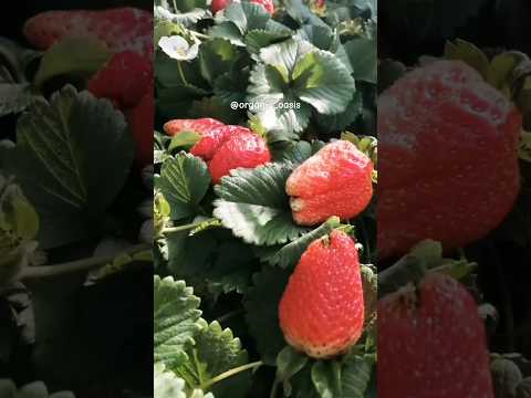 growing strawberry at home #strawberry #gardening #organic