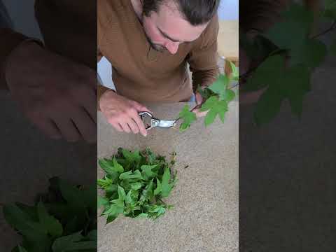 Rooting sweet potato slips!  #gardening #garden #permaculturelife #diygarden #plants #permaculture