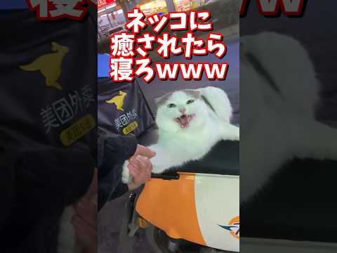 ネッコの動画で癒されたら寝ろｗｗｗ　#2ch #2ch動物スレ #2ch面白いスレ #動物 #犬 #猫 #癒やし #ねこ