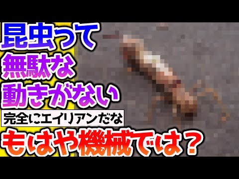 【2ch動物スレ】昆虫って感情を持たずに駆動するしもはや機械だろ【なんj】 #生き物 #2ch