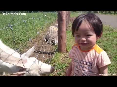 可愛い赤ちゃんと動物の爆笑ハプニング集#3〜Lolly happening collection of cute babies and animals #3〜