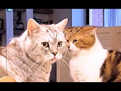 Funny Cats video | Calm down , Bro !