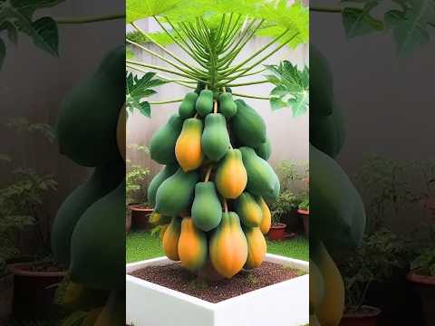 propagation of papaya tree