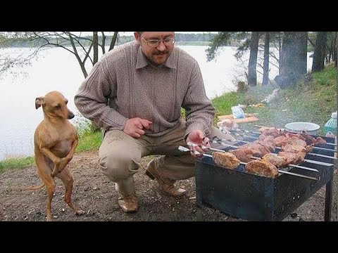 ¡20 Momentos Divertidos Entre Perros Y Dueños Que Te Harán Sonreír! 😂