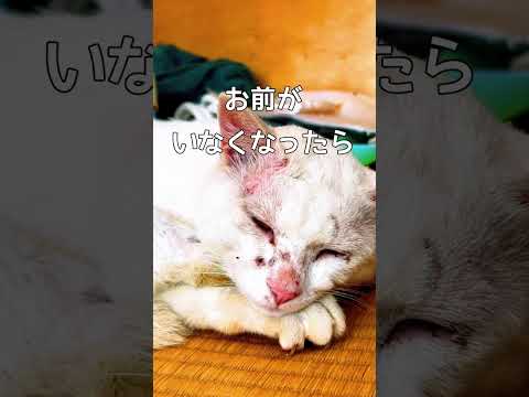 愛猫の記録と記憶 #迷い猫 #保護猫 #shorts