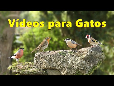 TV Gato ~  Vídeo para gatos para observar pájaros bonitos