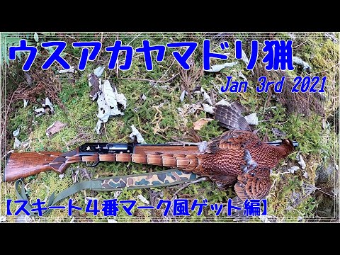 令和2年度 ウスアカヤマドリ猟 Copper Pheasant Hunting with フランスブルトン