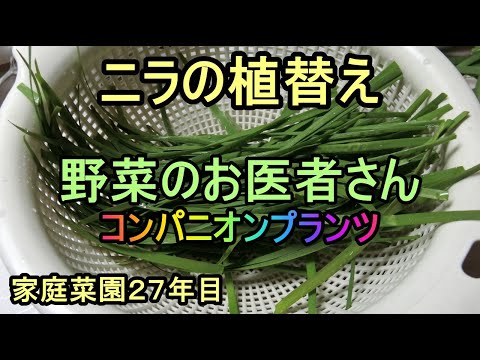 【ニラの植替え】野菜のお医者さん 家庭菜園27年目ルーのパパ 無農薬 半自給自足