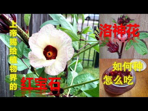 洛神花-上帝赐给植物界的红宝石  如何种？怎么吃?