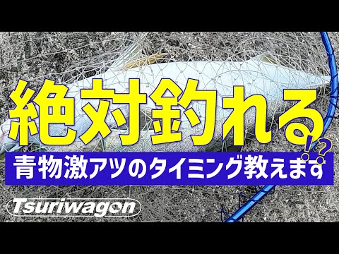 青物を釣りたいならこのタイミングを逃さないで！Blue-backed fish