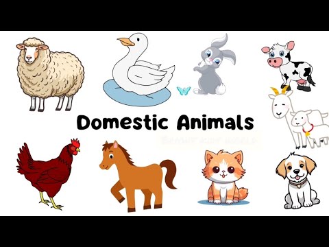 Domestic animals #animals #domesticanimals #animalsname #domesticanimalsforkids #animalsforkids