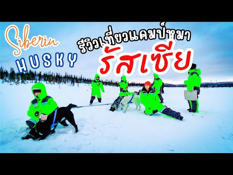 🇷🇺 เที่ยวรัสเซีย Ep.6 สุนัขลากเลื่อน Husky Camp แถบขั้วโลกเหนือ ราคาถูกมาก