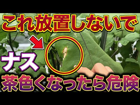 【これから出ます】ナス栽培で葉っぱに茶色の斑点が出たら危険です！その病気の原因と対策方法