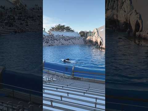 🐳 Orca Encounter | SeaWorld San Diego #shorts