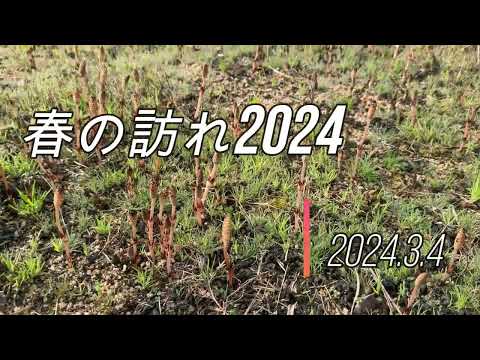 春の訪れ　2024.3.4