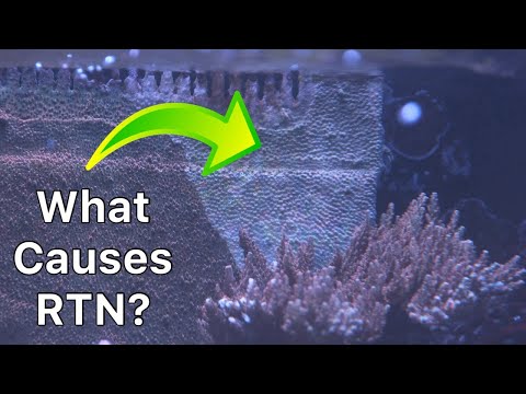 What Causes SPS To Strip? The Prestige Reef Dork Show Ep 32