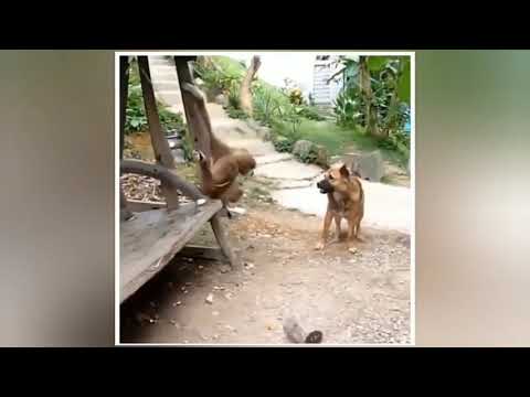 funny animal videos | try not to  laugh | fun superfast