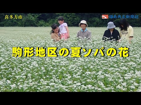 駒形地区の夏ソバの花