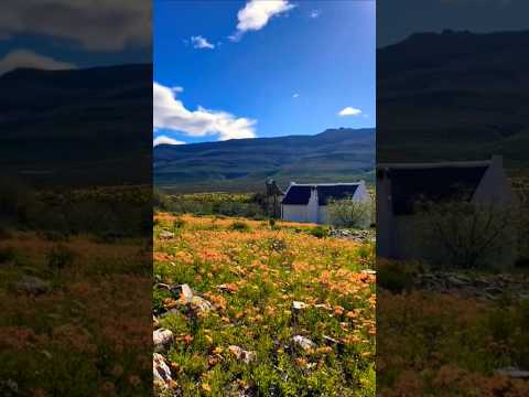 Namaqua Flowers 🌺🌹🇿🇦#reels #shorts #flowers #namaqua #westcoast #southafrica #fyp #wow #namakwaland