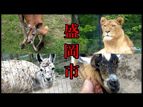 【旅動画】東北ゴリラ、第二の故郷を楽しむ！盛岡観光巡り前半～動物園編～